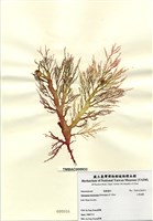 藏品(小果海膜)的圖片